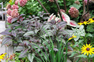 shade plants and flowers