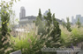 Rooftops can be used for common spaces by tenants