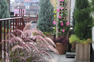 trees in planter boxes on rooftops