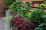 colors of plants we specialize in