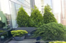 shrubs and bushes in a private garden terrace